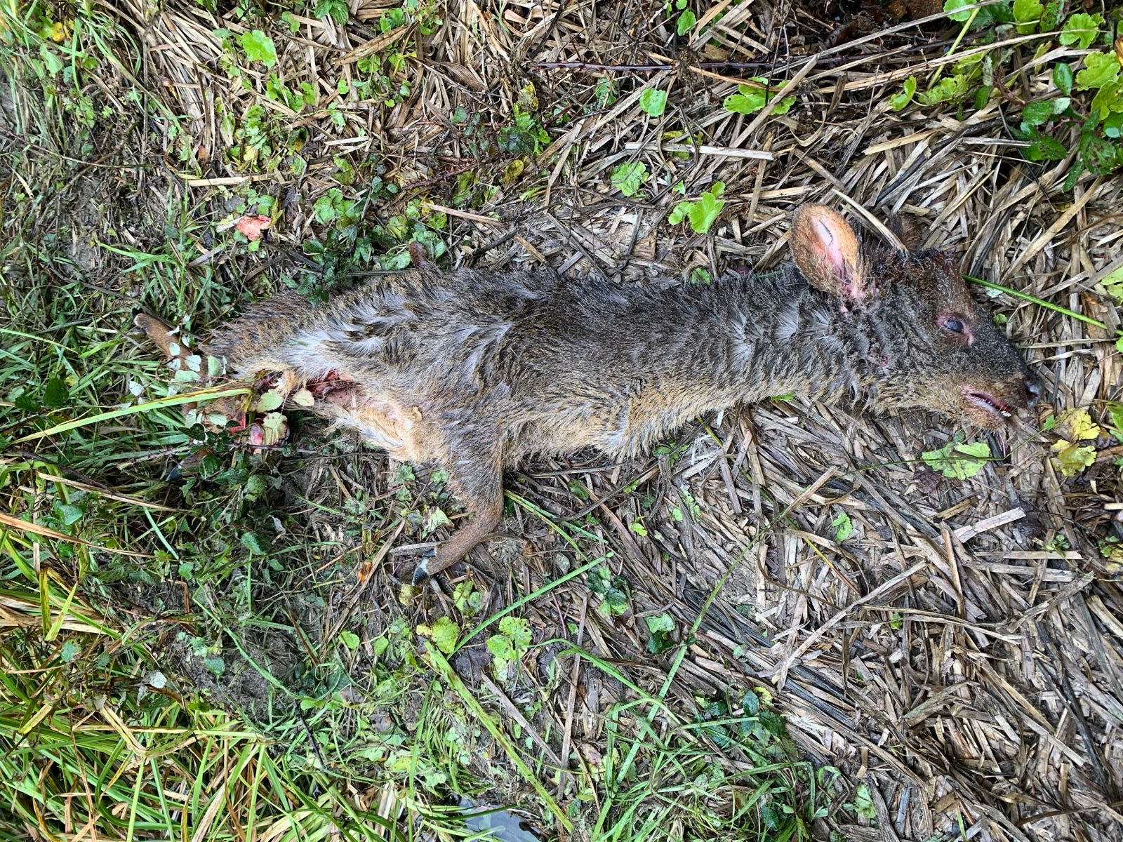 Pudú muere por ataque de perros en el Parque Nacional Nonguén Concepción.